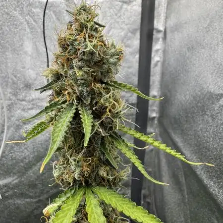 Apple and Blackberry F1 Auto - Tastebudz