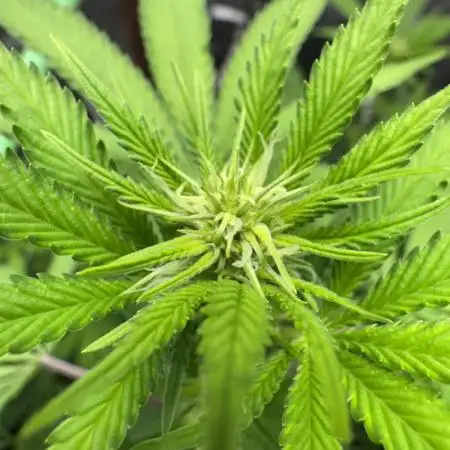 Auto Big Demon by Divine Seeds