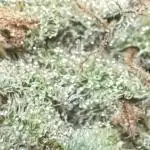 Sour Apple X Strawberry Gorilla Auto Fem