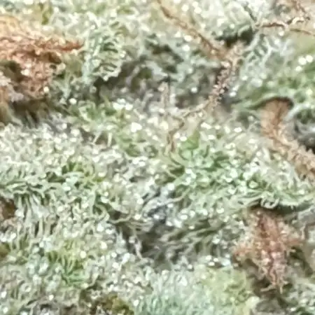 Sour Apple X Strawberry Gorilla Auto Fem