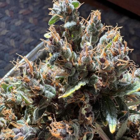 AUTO PURPLE OPIUM - Divine Seeds