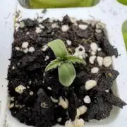 Strawberry Pie Auto-OriginalSensibleSeed