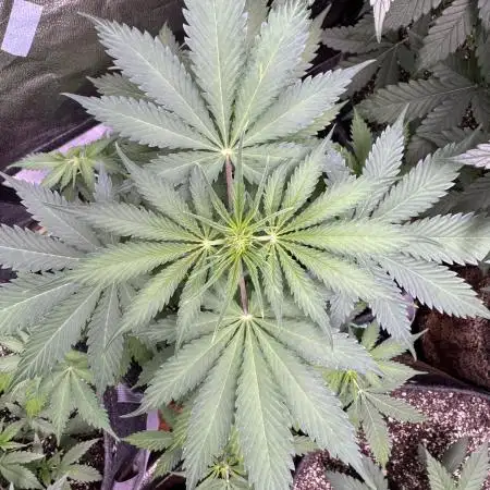 Elephant Berry Auto