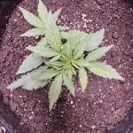 Wurlz F1 Autoflower - Zamnesia Seeds