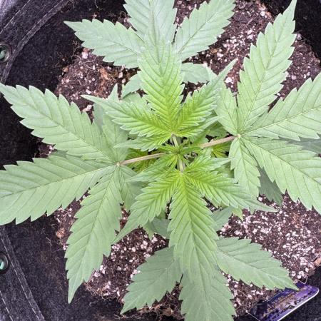 Sticky Broccoli Auto-Zamnesia