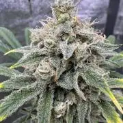 Sour Apple X Strawberry Gorilla Auto