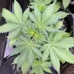 Elephant Berry Auto