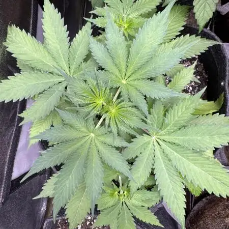 Elephant Berry Auto