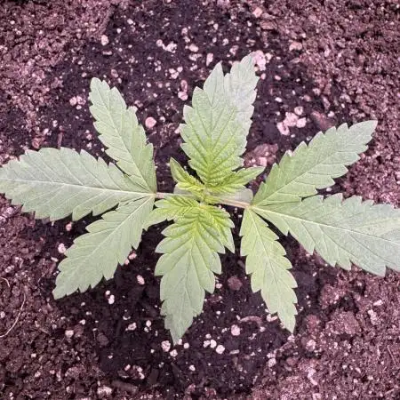 Auto Big Demon by Divine Seeds