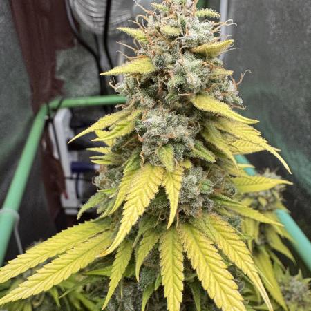 Big Demon by Divine Seeds