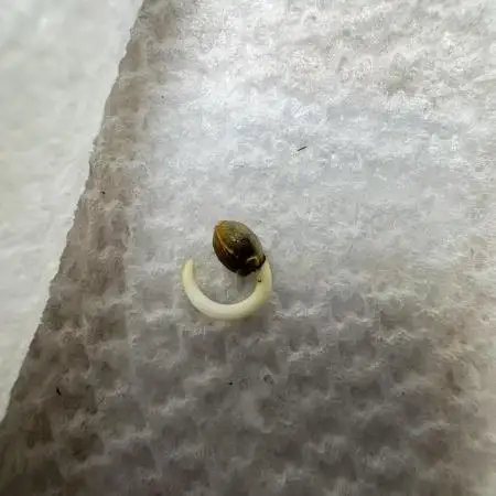 Zkittelz XL Auto - Ganja Farmer Seeds