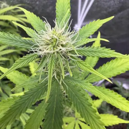 Apple and Blackberry F1 Auto - Tastebudz