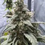 Sour Apple X Strawberry Gorilla Auto Fem