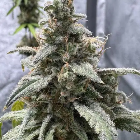 Sour Apple X Strawberry Gorilla Auto Fem