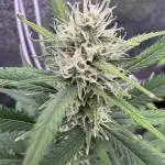 Zkittelz XL Auto - Ganja Farmer Seeds