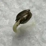 AUTO WHITE WIDOW - Divine Seeds
