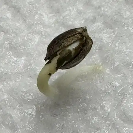 AUTO WHITE WIDOW - Divine Seeds