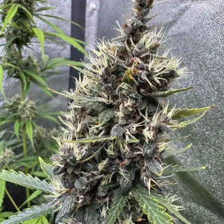 AUTO PURPLE OPIUM - Divine Seeds