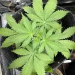 Elephant Berry Auto