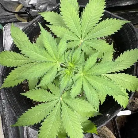Elephant Berry Auto