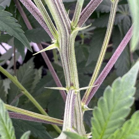 Auto Big Demon by Divine Seeds