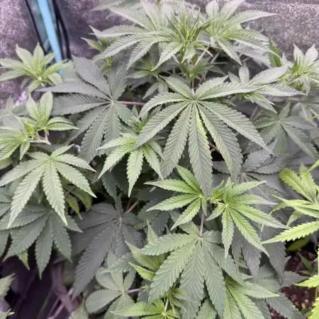 Auto Big Demon by Divine Seeds