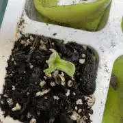 Wild Strawberry F1 Auto Run 2-TasteBudz