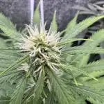 Elephant Berry Auto