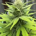 Auto Big Demon by Divine Seeds