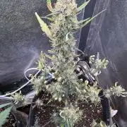 Zkittelz XL Auto - Ganja Farmer Seeds