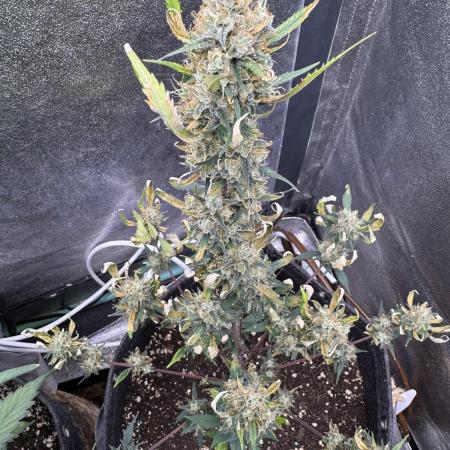 Zkittelz XL Auto - Ganja Farmer Seeds