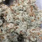 Auto Opium - Divine Seeds