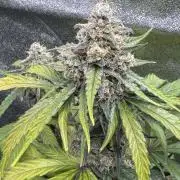 Wurlz F1 Autoflower - Zamnesia Seeds