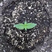 Wild Strawberry F1 Auto Run 2-TasteBudz