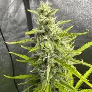 CBD Lemon Auto - Herbies Seeds
