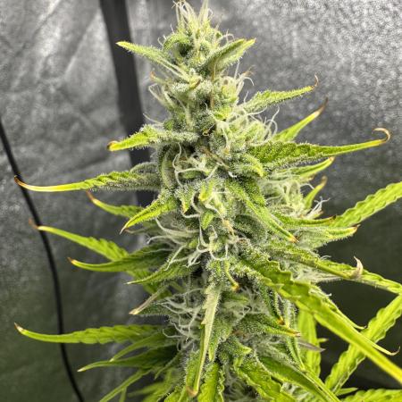 CBD Lemon Auto - Herbies Seeds
