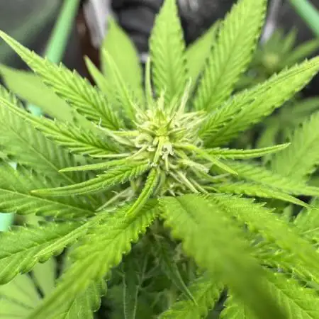 Auto Big Demon by Divine Seeds