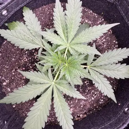 Midnight Moonshine F1 Auto - TasteBudz