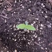 Sour Apple X Strawberry Gorilla Auto