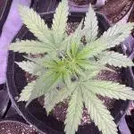 CBD Lemon Auto - Herbies Seeds