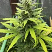 Big Demon by Divine Seeds