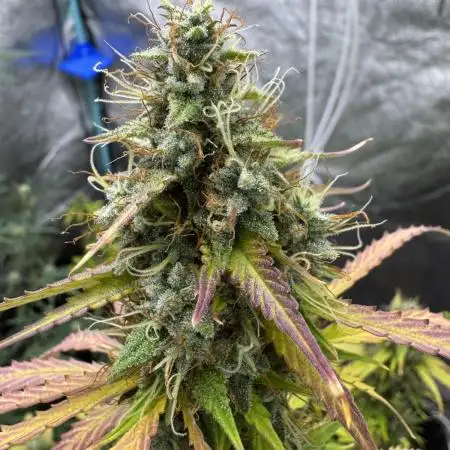 Pineapple Coconut Auto