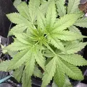 Apple Betty Auto from Herbies Seeds