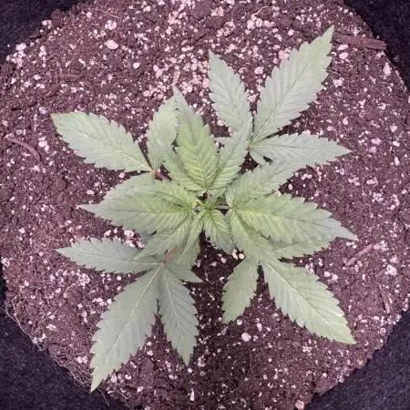 Zkittelz XL Auto - Ganja Farmer Seeds