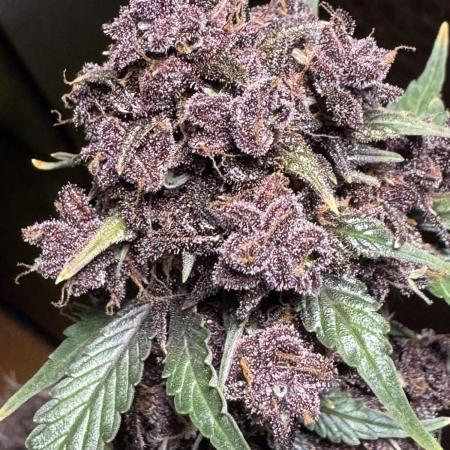 DARK LEMONADE AUTO - Delicious Seeds