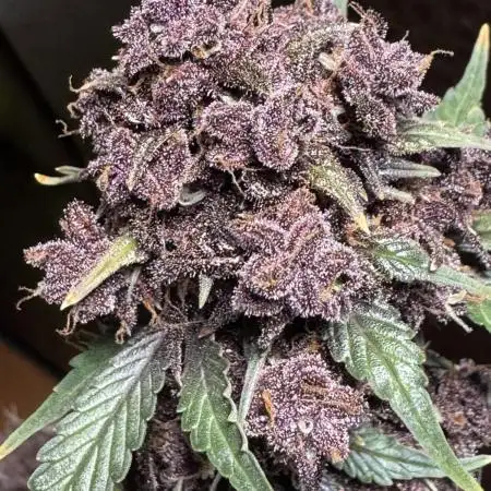 DARK LEMONADE AUTO - Delicious Seeds