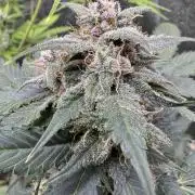 Caramel Auto - FastBuds