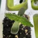 Apple Betty Auto from Herbies Seeds