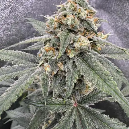 Auto Opium - Divine Seeds