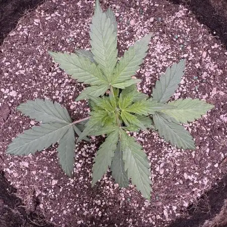 AUTO WHITE WIDOW - Divine Seeds